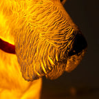 Scotty Lamp
