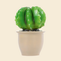 Cactus Lamp